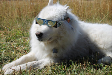 Lunettes Baader Solar Eclipse Visionneuse solaire AstroSolar® Argent/Or